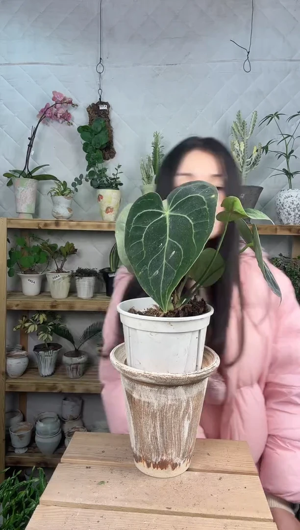 无花朵编号814   景德镇花盆种克莱恩