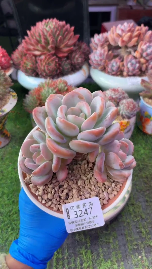 昆明印象多肉3247