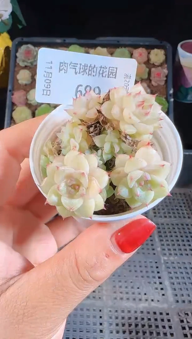 1109-689麦秆群不包整