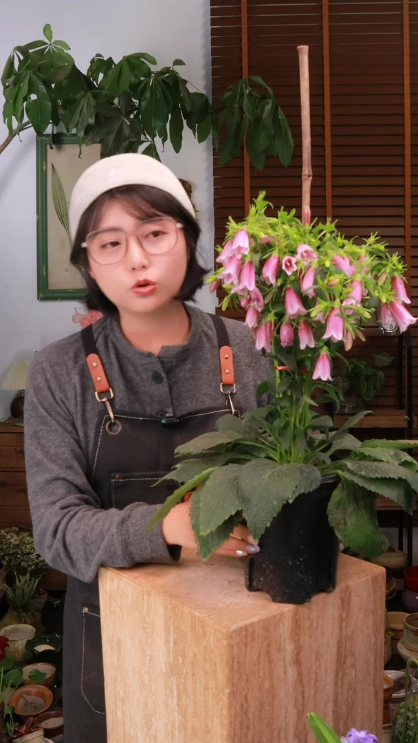 无花朵 紫斑风铃 原盆 顺丰包邮