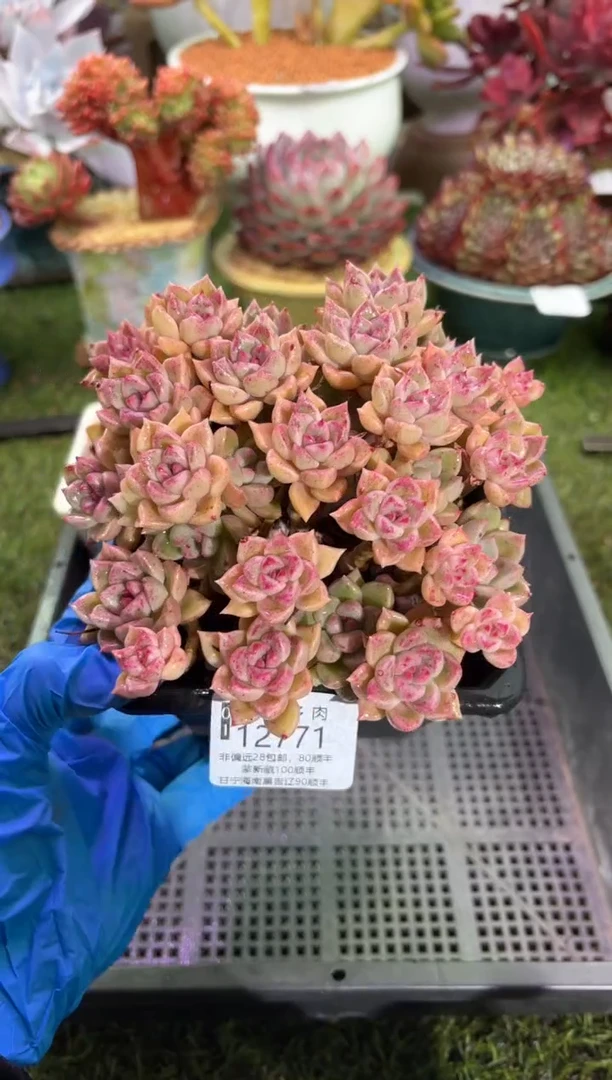 【闪购商品】12771