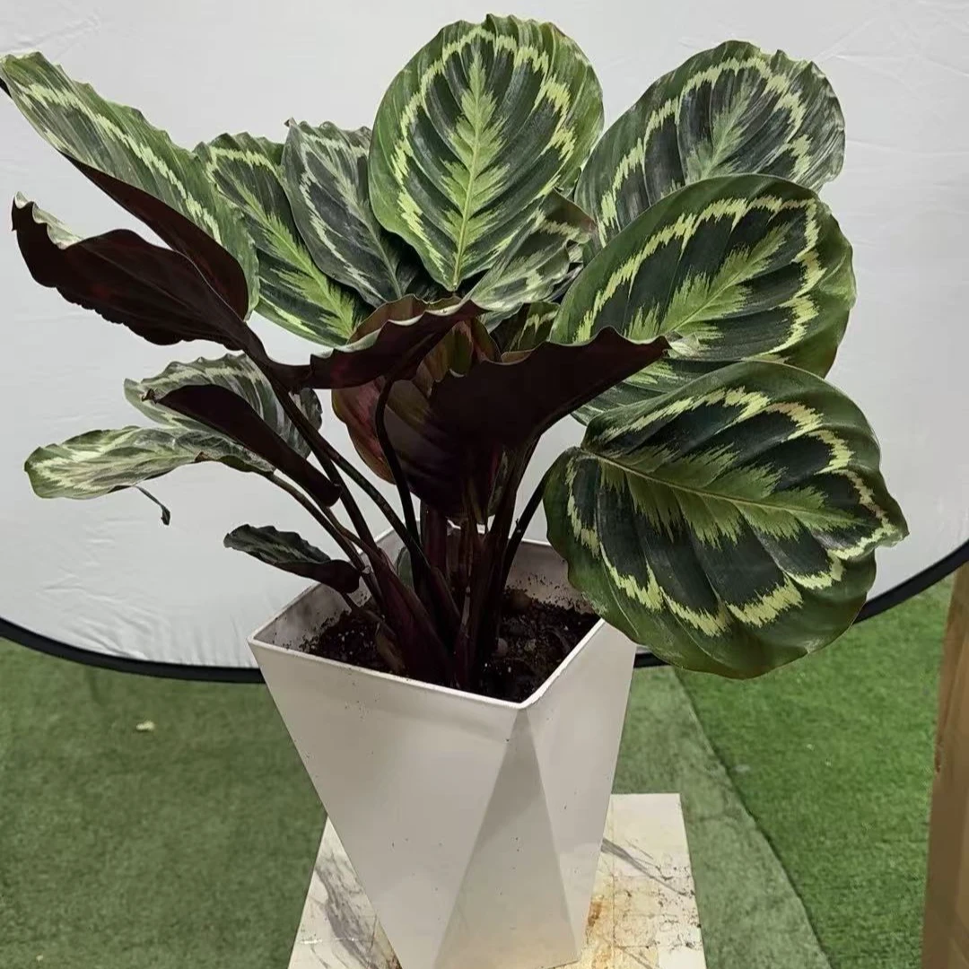 （带棱形花盆）彩虹竹芋网红室内盆栽净化空气美观吸甲醛懒人绿植