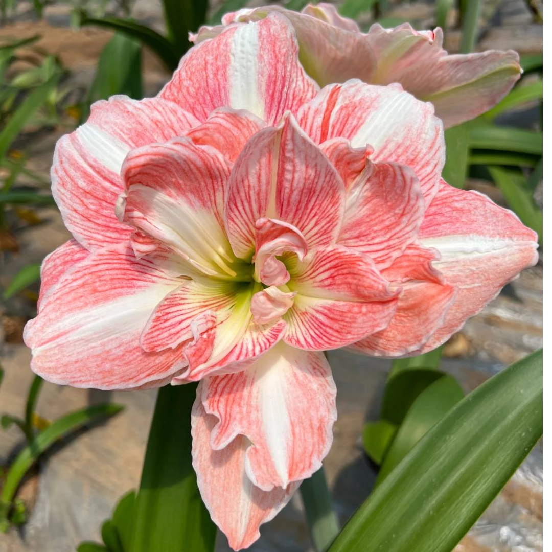 娜娜【花仙子】朱顶红 基地球 阳台花卉