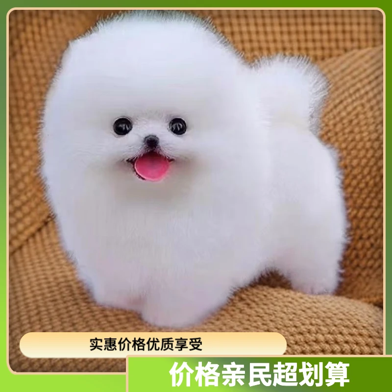 长不大小型犬博美俊杰比熊宠物狗狗活体链接