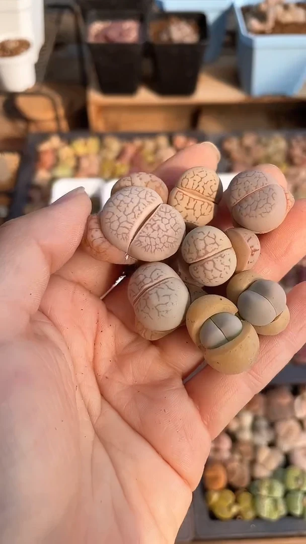 【闪购商品】1875直播一物一拍