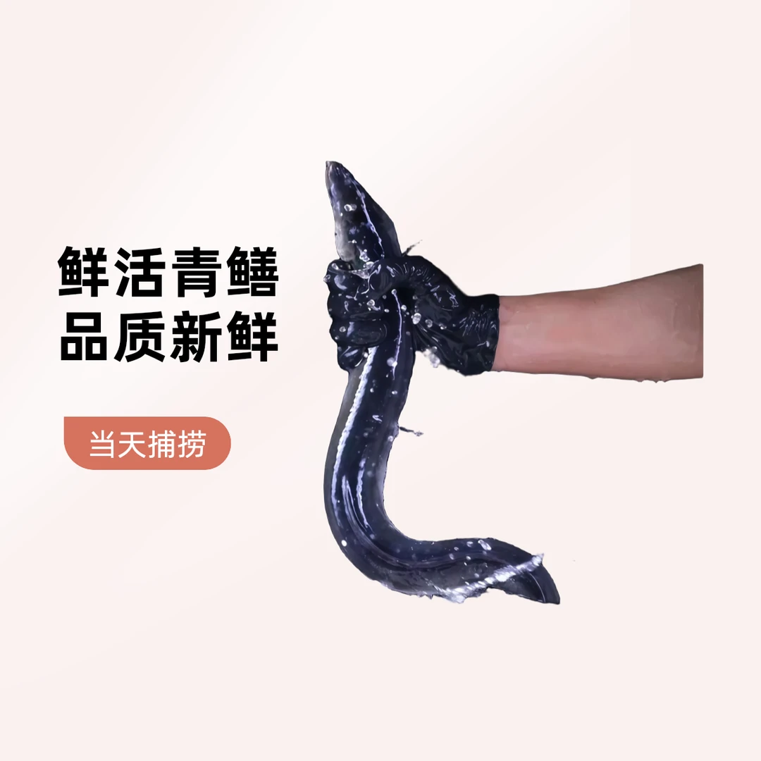 青鳝/条(约850g)