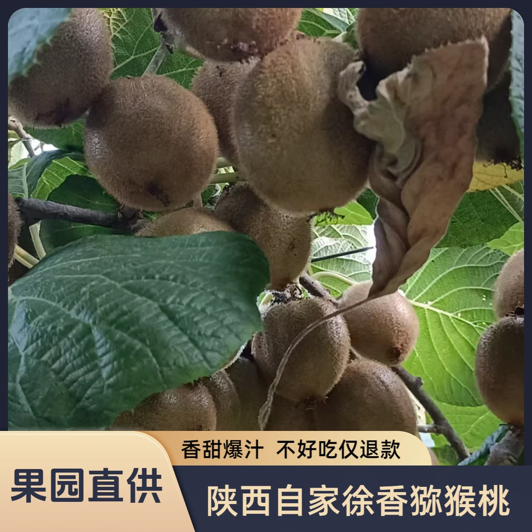 陕西眉县徐香猕猴桃大果礼盒9~10斤正宗应季水果现摘现发坏果包赔