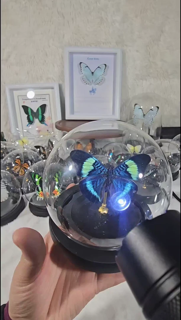 炬蛱蝶水晶球蝴蝶标本