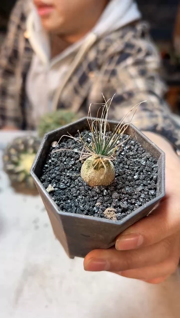 【闪购商品】迷你海葱1.8公分