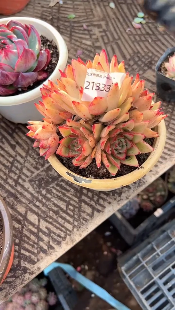 (****寻多肉植物一物一拍21333