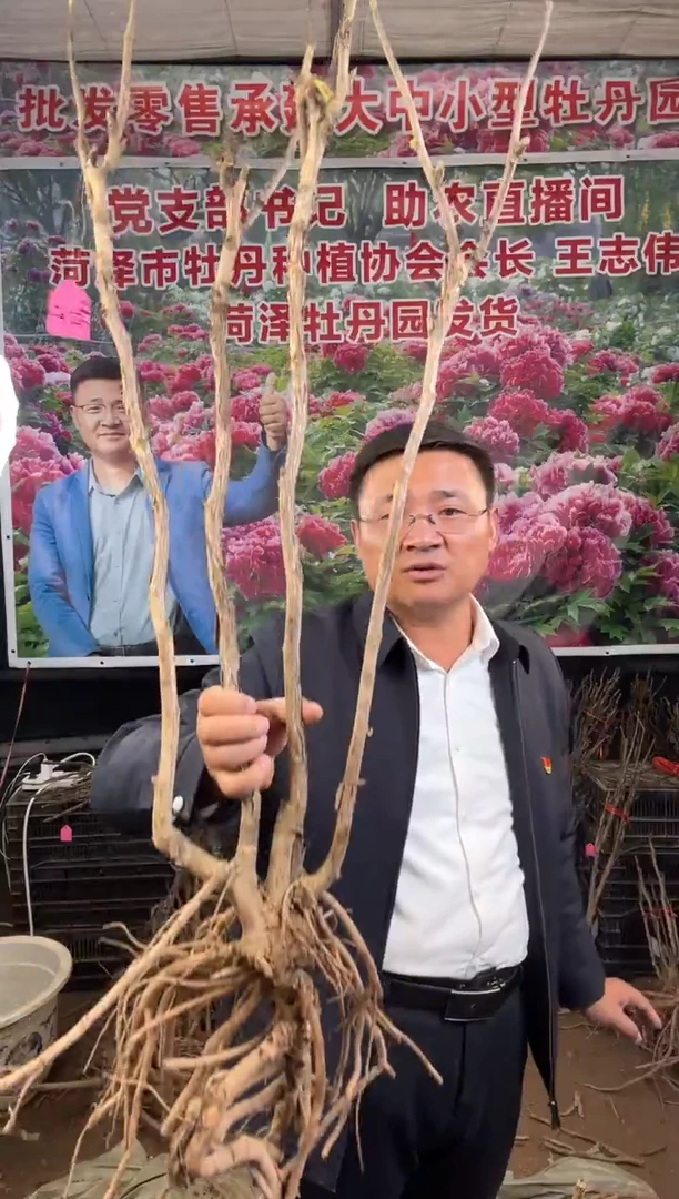 闪购链接  长寿乐老桩29