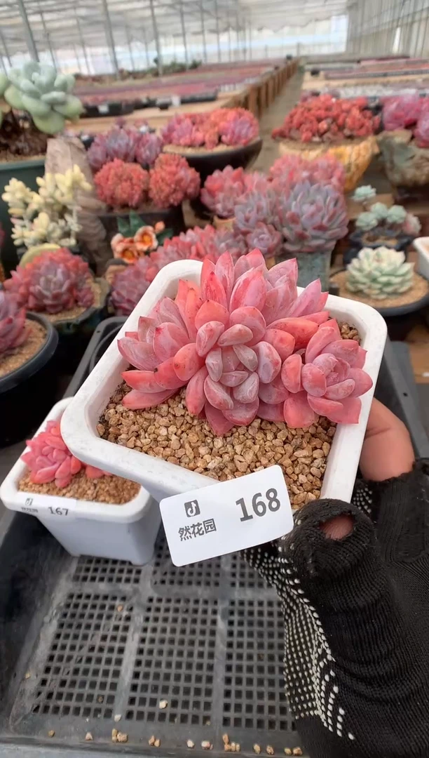 168雪天使一物一拍