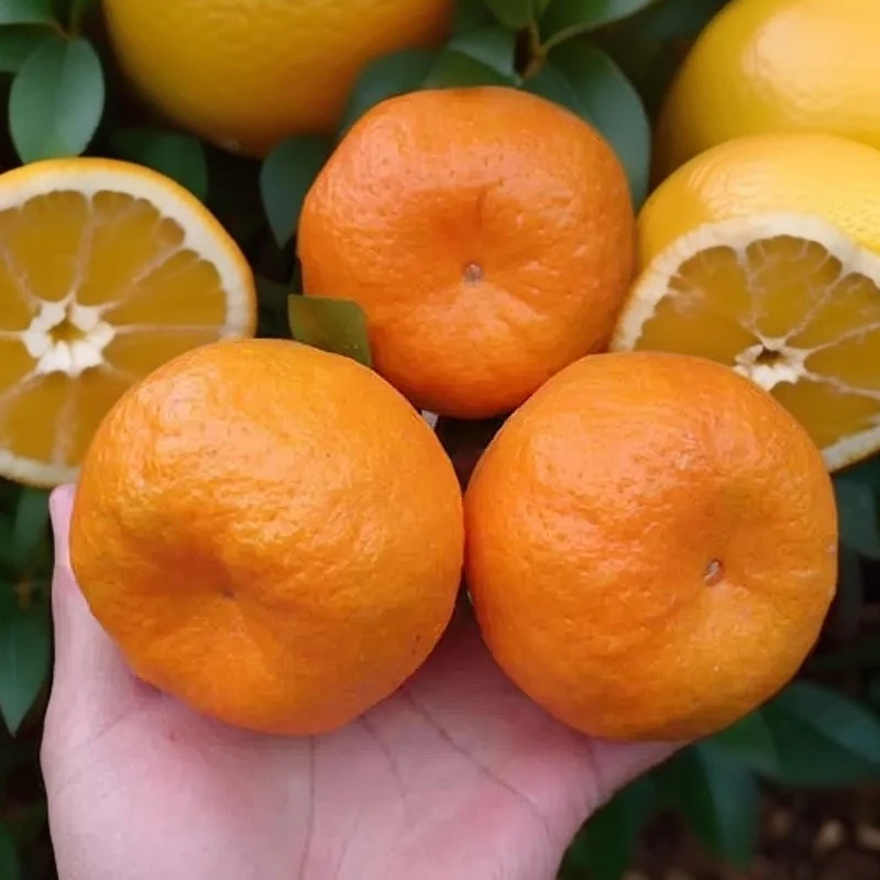 大果椪柑树苗橘子树苗椪柑苗地栽无核嫁接芦柑桔子树苗当年结果苗