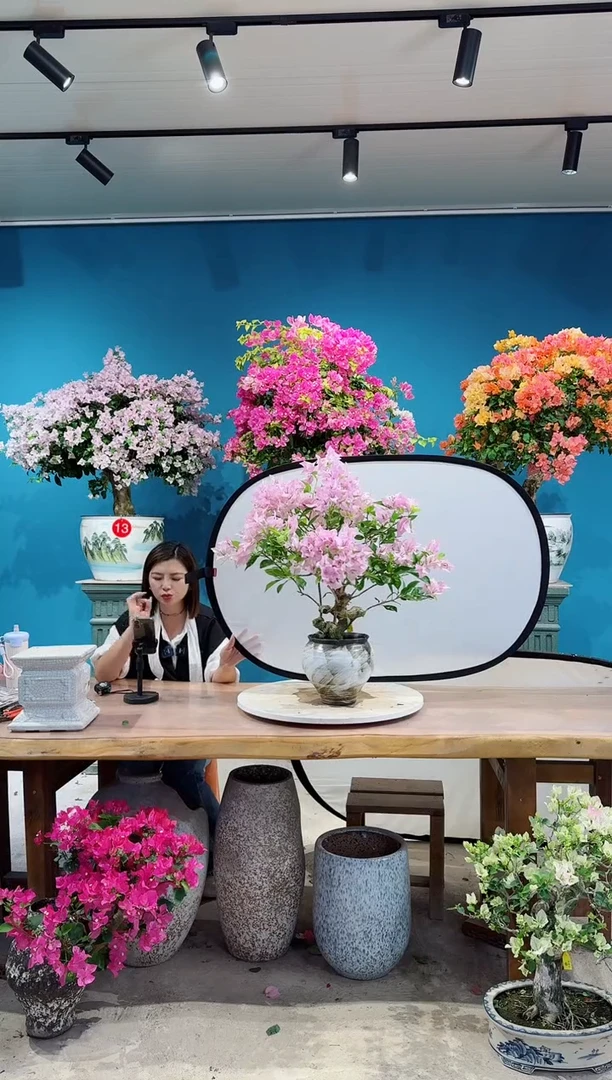 全部花朵金夫人三角梅