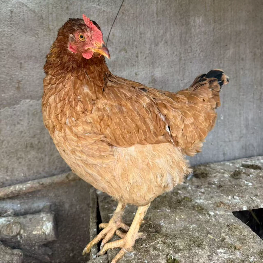 农村家养老母鸡肉，农村家养大公鸡肉，现宰现发，新鲜发货