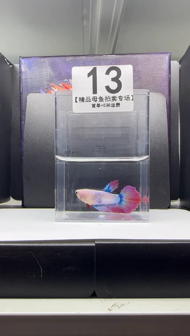 斗鱼母鱼编号：13