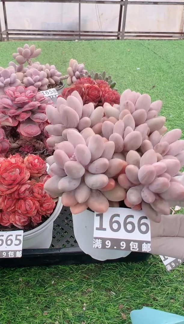 【闪购商品】信福多肉一物一拍