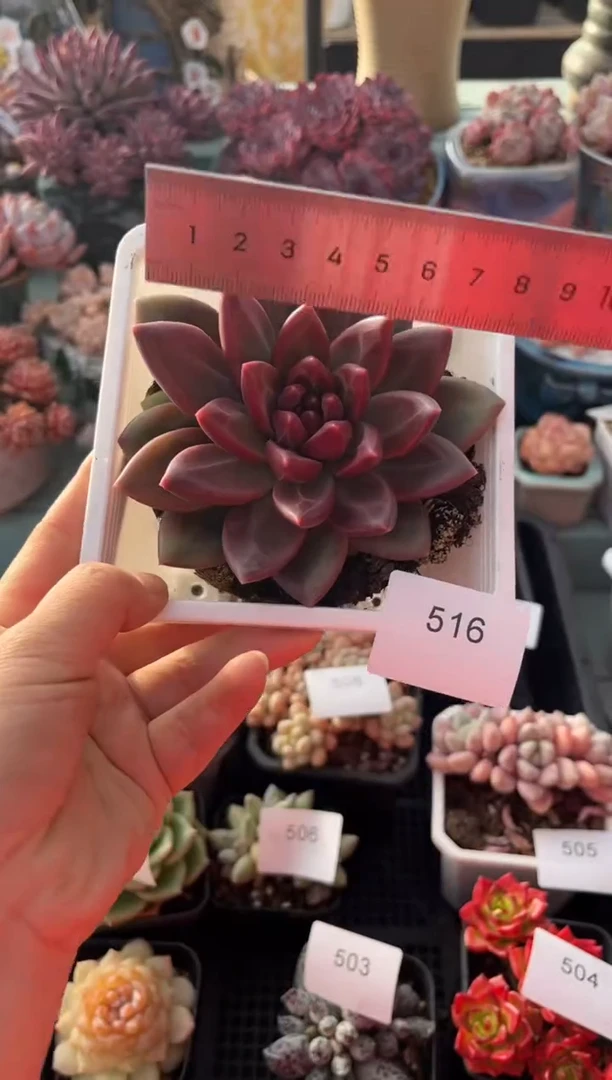 5196单头迷雾泡泡多肉
