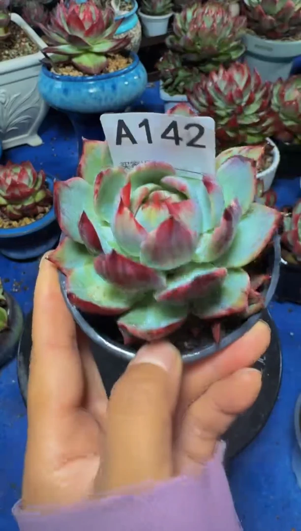 A142惊鸿仙子（裸根发货）（微瑕）