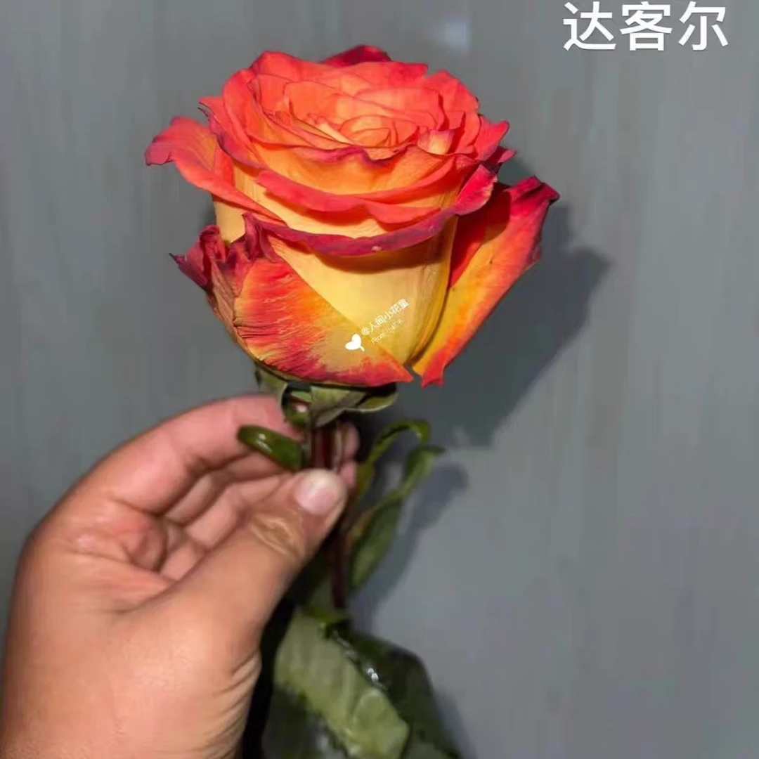 【达客尔】新品切花玫瑰苗