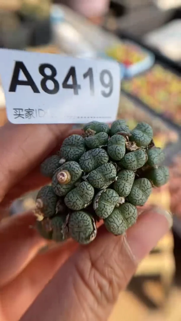 【闪购商品】8419直播一物一拍