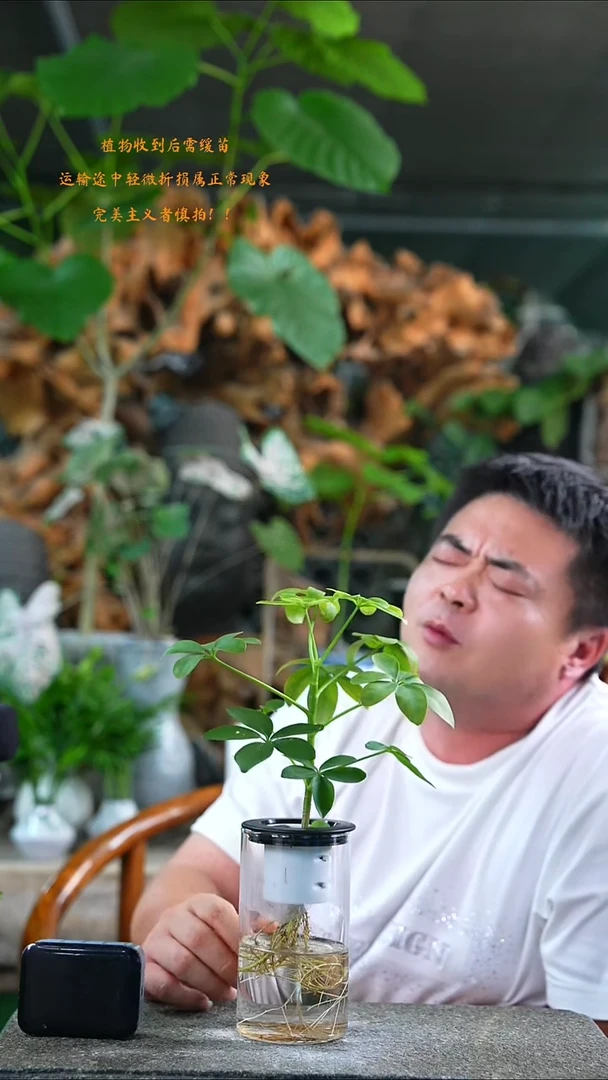 当前无花栽培后可以开花鸭掌木459T