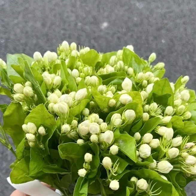 茉莉 鲜花 收到需醒花 {轻微掉头属于正常现象}