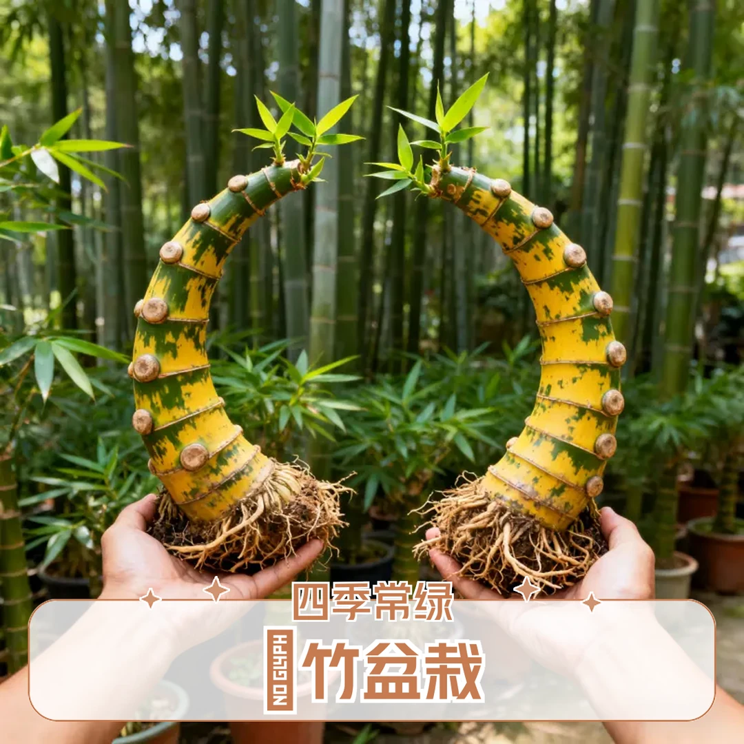 小叶簕竹中式禅意流泉枫水培盆栽室内好养易活网红绿植桌面治愈风