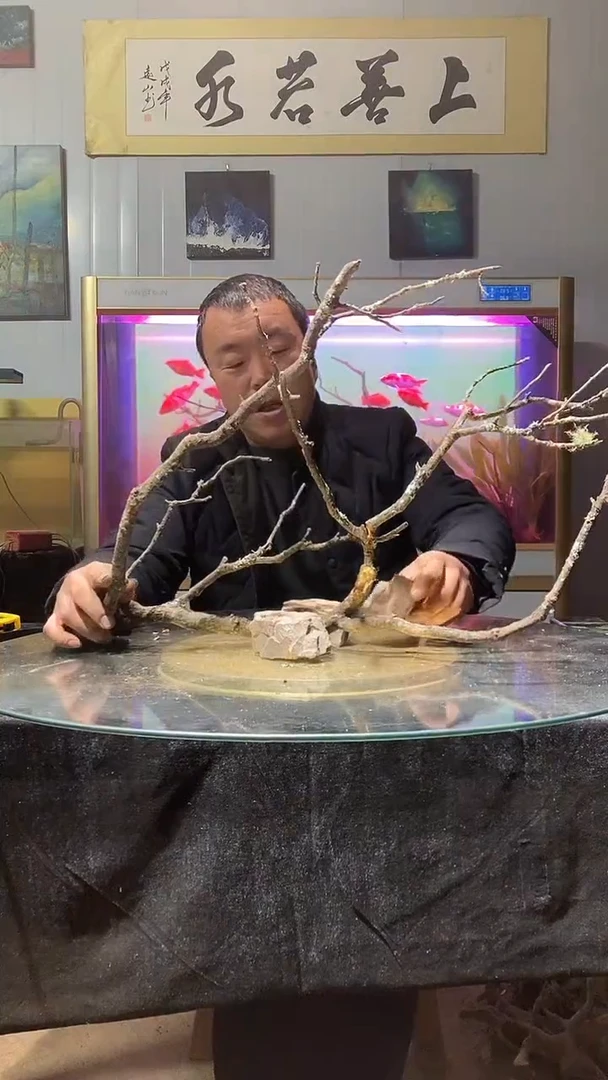 113号天然黄栎木一木成景适合70-80缸