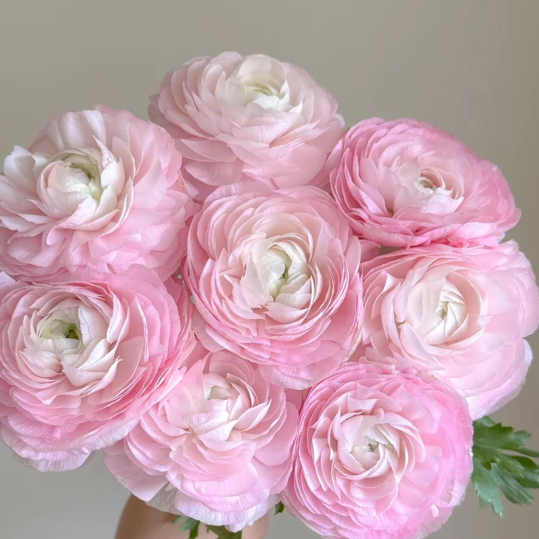 洋牡丹：樱花粉洋牡丹1扎