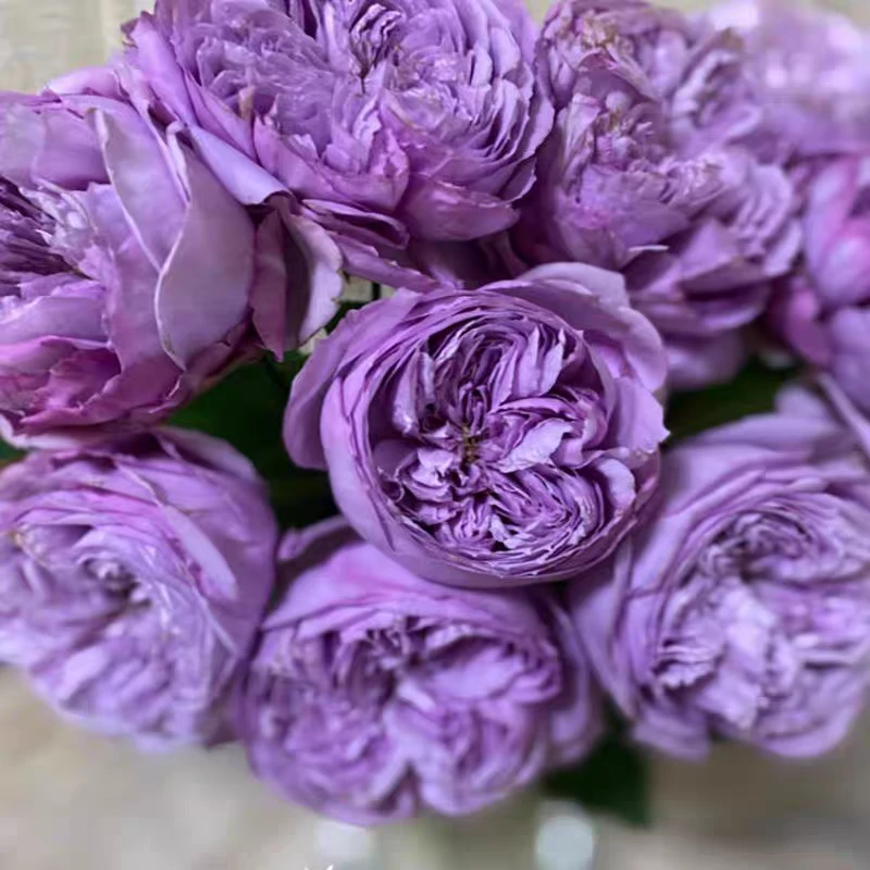 重启月季大苗子大花浓香