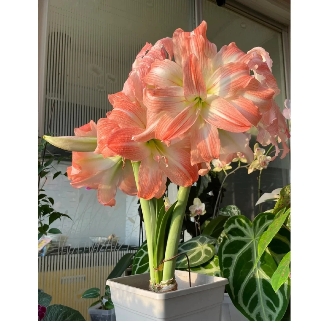 【超级黛丝～重瓣】朱顶红盆栽种球 花班长朱顶红