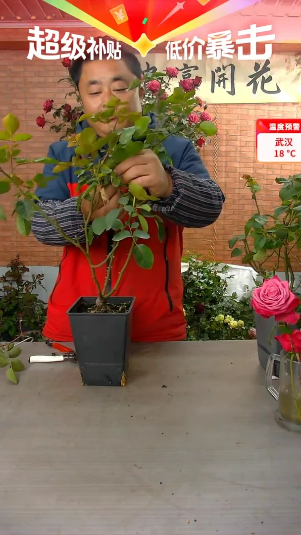 当前无花朵，栽培后可花朵伊芙伯爵245