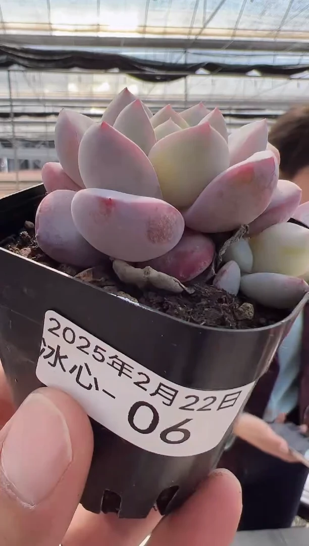 【闪购商品】冰心-06