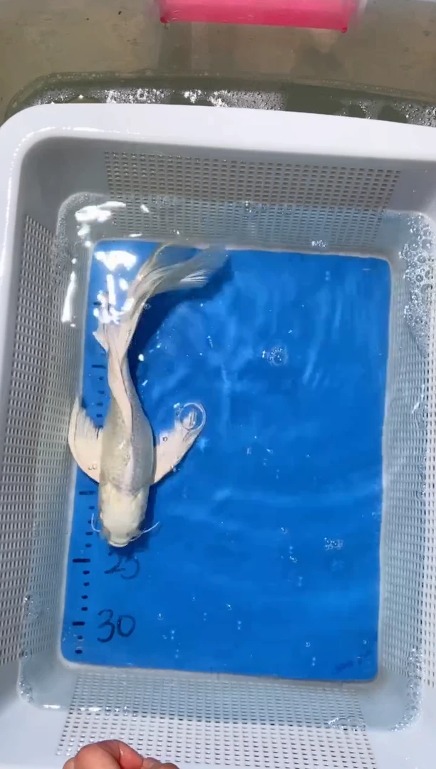 锦鲤锦鲤蝴蝶鲤鱼拍开箱视频包售后微瑕