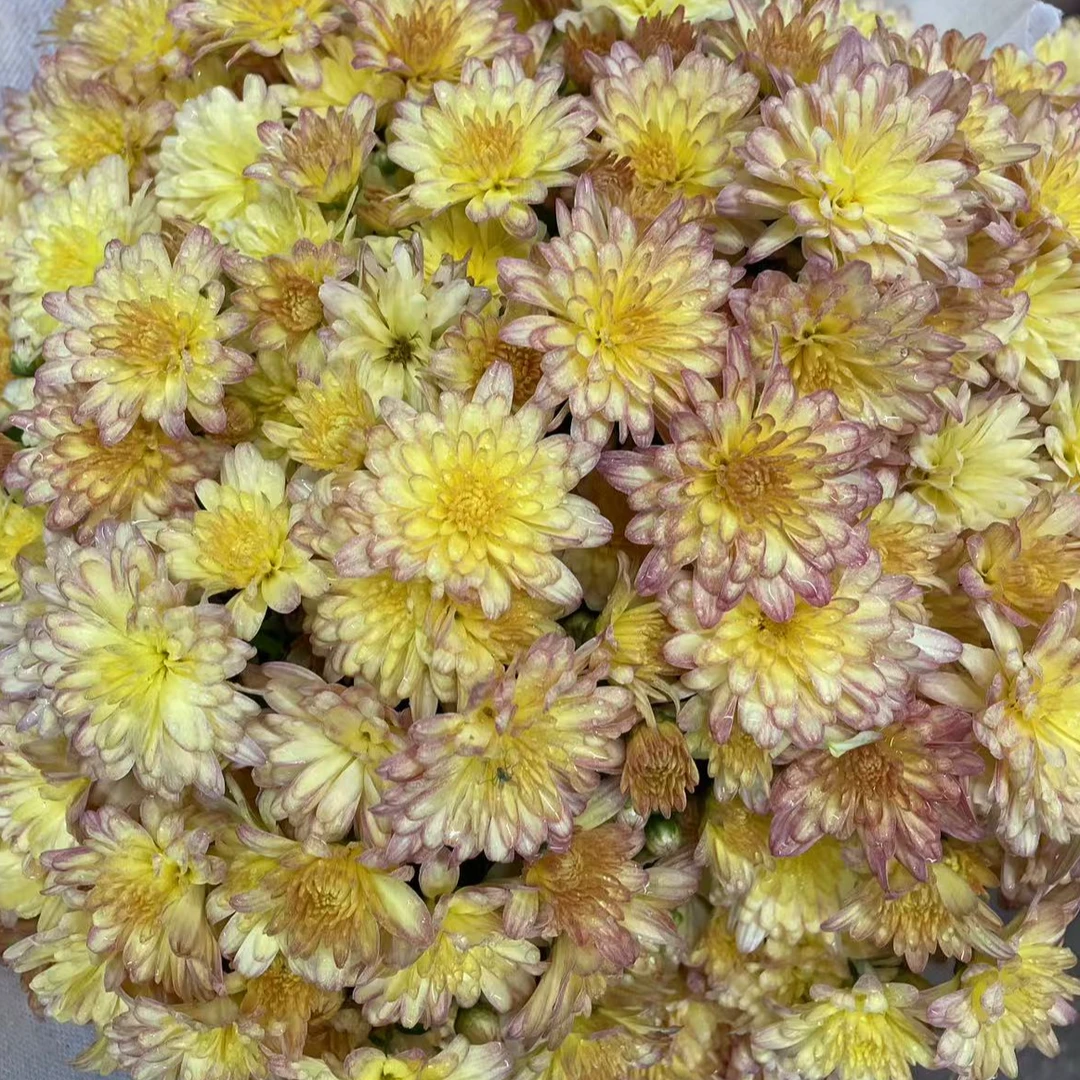 【落霞】球菊 耐热耐晒庭院阳台易养护