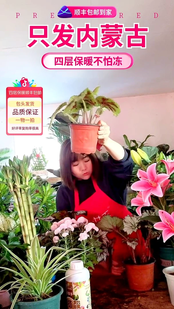 完全开放虎皮海棠顺丰包邮