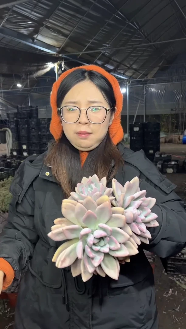 【闪购商品】90-三头起奥普琳娜7.8