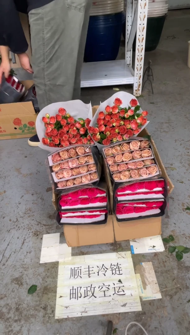 佛洛依德20枝+ 卡布20枝+巧克力10枝