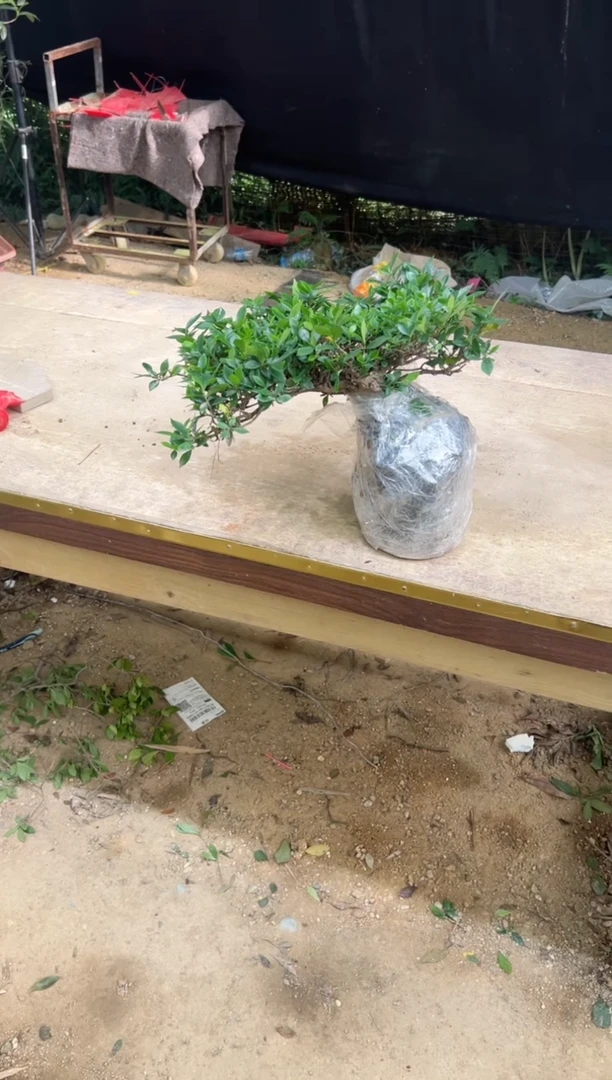 当前无花朵，栽培后可花朵玉***魔  海岛栀子花