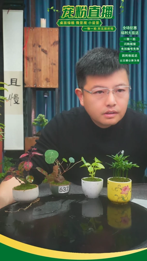 无花朵石*苔藓微景观637号
