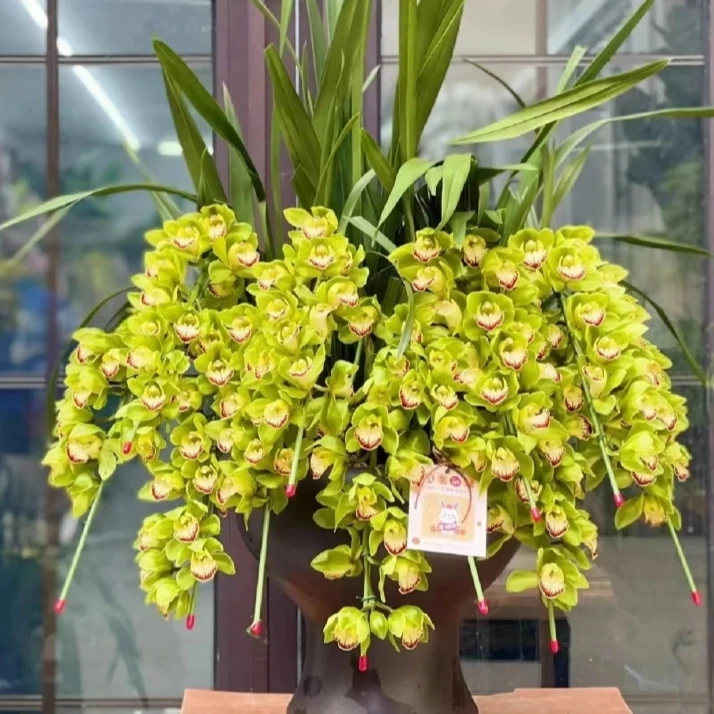 【探花甄选】玉观音-大花蕙兰 年宵花系列（一单包邮不参与凑单）