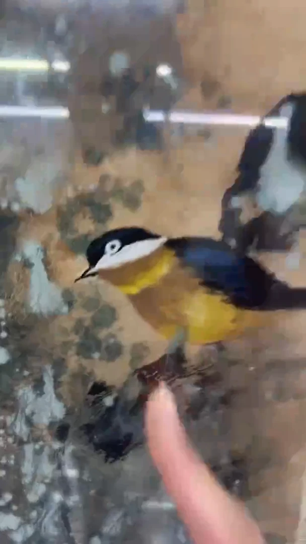 国画吴丽珠-1平尺-国画作品