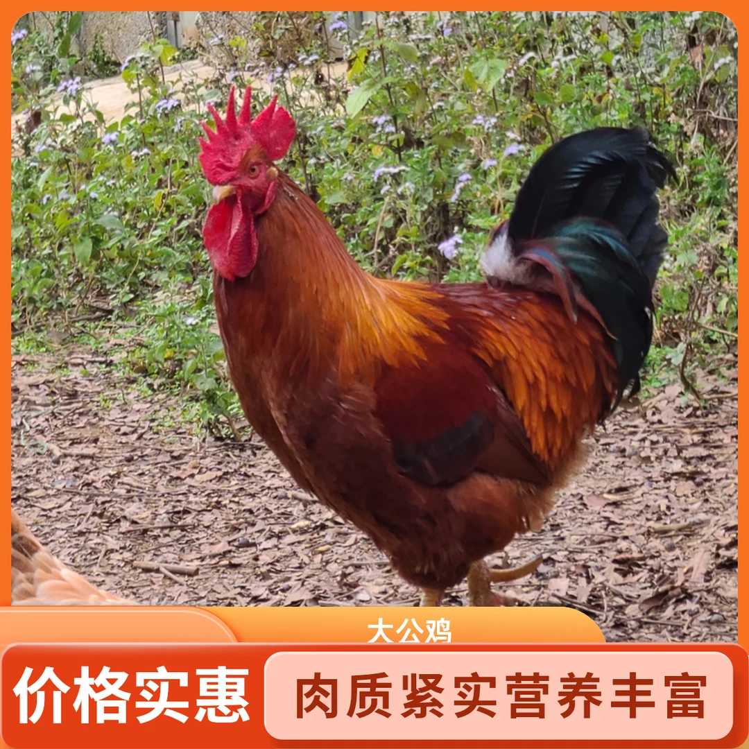 【小妹】买4送1现杀农家散养大公鸡5只单只毛重4斤多净重10-11斤