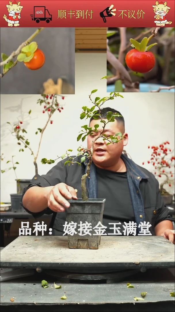 无花朵蟹*浪/300顺丰到付/251118/14/嫁接金玉满堂