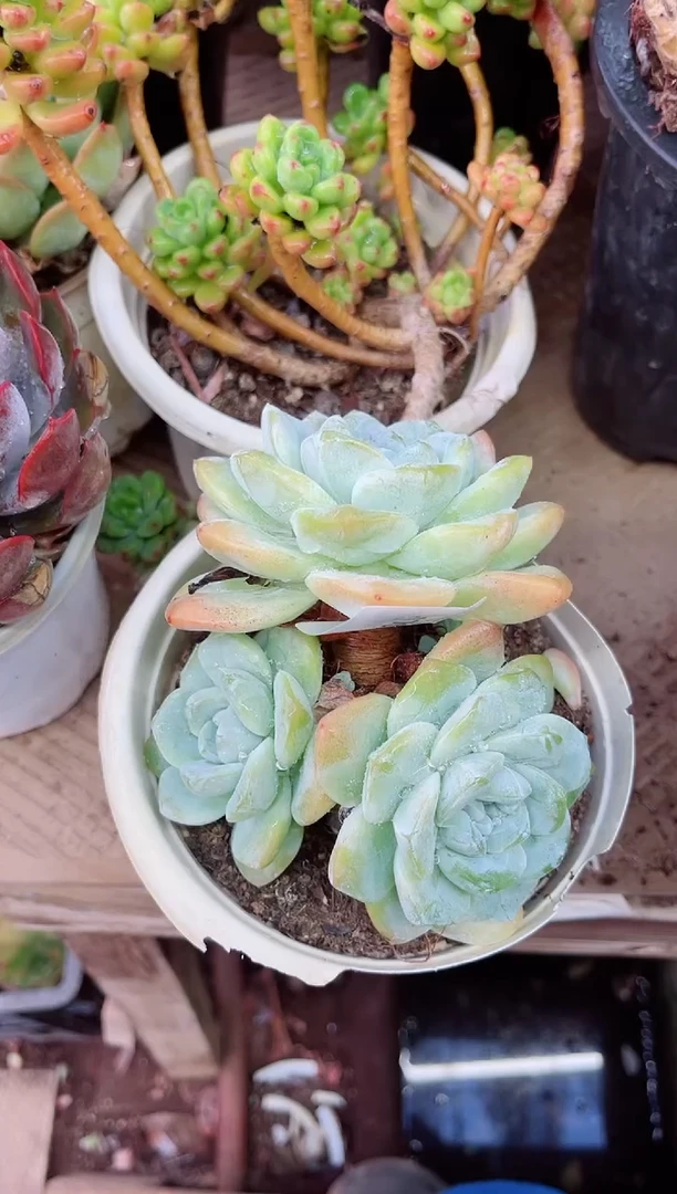 怡*多肉植物一物一拍17071