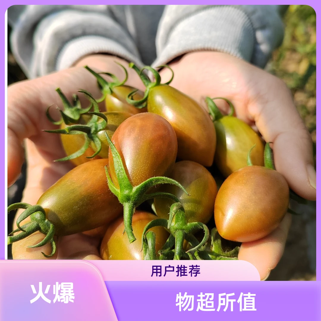 汕尾露天农家自种陂洋三岭子弹头小番茄清脆甜多汁现摘现发