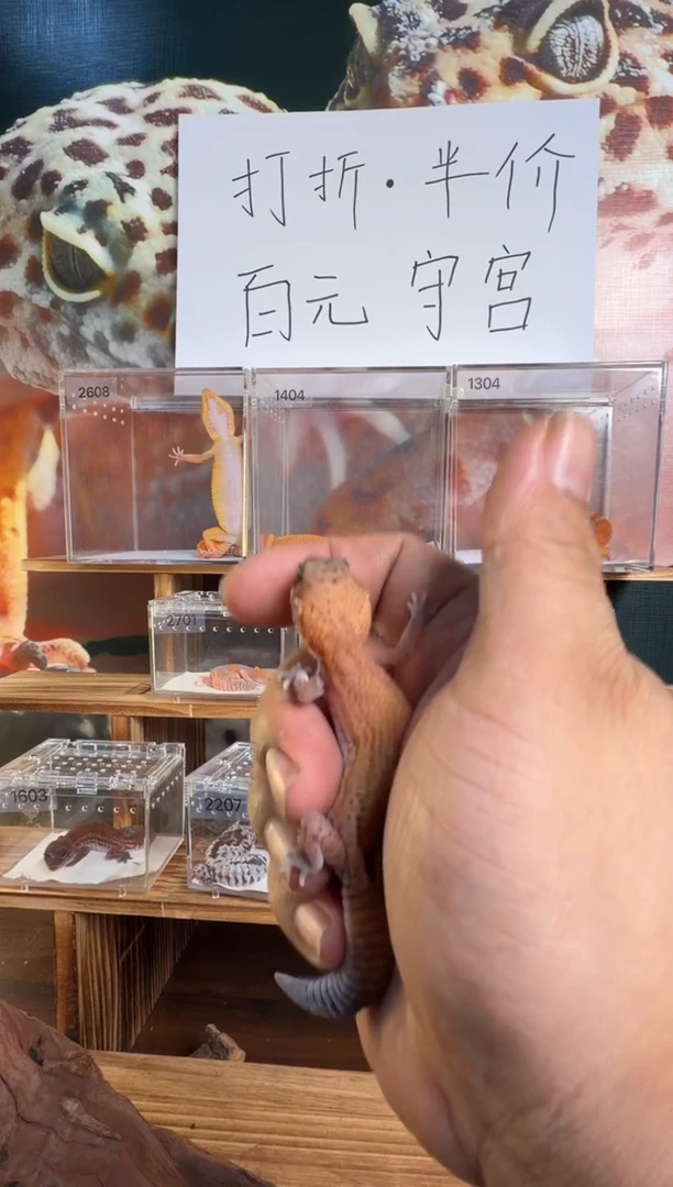 豹纹守宫肥尾守宫