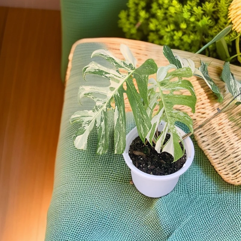 【热植馆】白锦龟背竹高端观叶绿植盆栽室内玄关热带ins网红热植