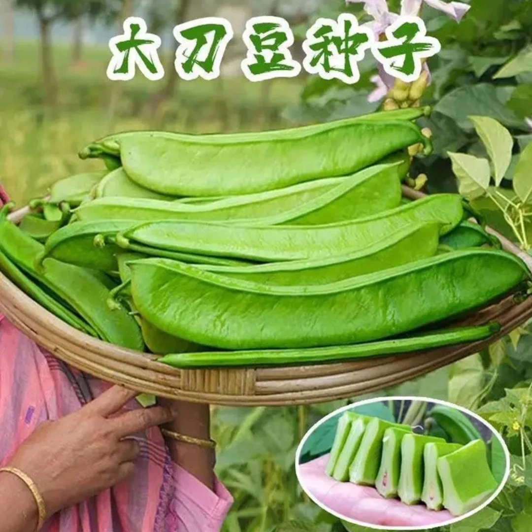 刀豆种子霸王大刀豆家庭种植春夏秋耐热
